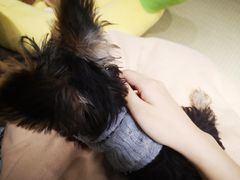 -逗柴咖啡屋·狗咖猫咖宠物桌游