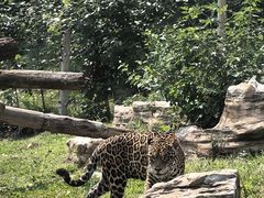 -北京野生动物园