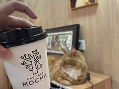 -MOCHA明星猫咖(田子坊店)
