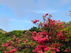 -木兰云雾山