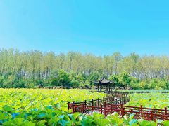 -合肥滨湖国家森林公园