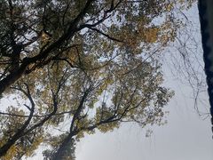 -杭州植物园