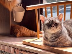 -豆逗聊愈猫阁Easy Life