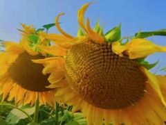 -映月湖中央公园
