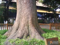 ６００年大树＆小松鼠-普济寺素斋