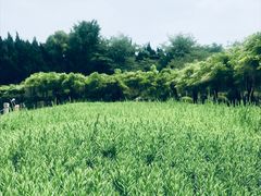 -嘉定紫藤园