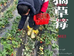 -喜杨洋草莓采摘园