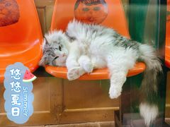 -猫咪博物馆(顶澳仔猫街店)