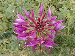 -德克士(崂山百货店)