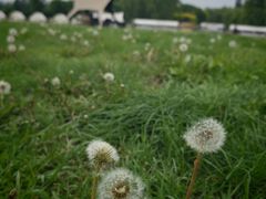 -圣露庄园·露营·烤肉·亲子