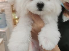 -帕帕拉兹宠物(亚洲旗舰店)