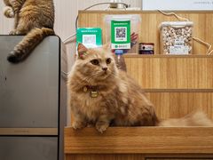 -唐小姐の私宠·宠物洗护美容·撸猫馆·购宠(周浦万达旗舰店)