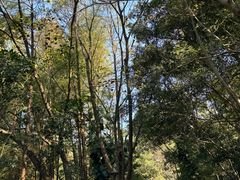-深圳仙湖植物园