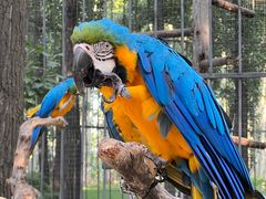 -北京野生动物园