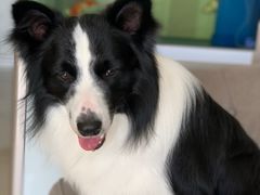 -乐琪宠物(青塔西路店)