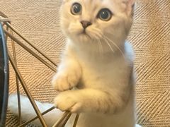 -猫大福·Fortune Cat猫舍(百子湾店)