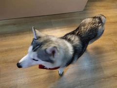 -Husky Go! 哈士奇体验馆·宠物咖啡厅狗咖