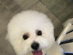 -PETKIT小佩宠物(古北店)