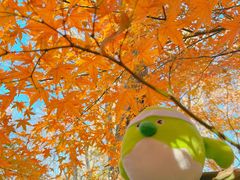 -上海共青森林公园