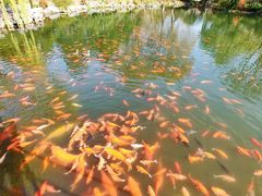 -西湖外事游船(花港观鱼码头)