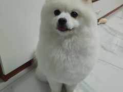 -柚子宠物(伊珊娜调理店)