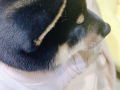 -逗柴咖啡屋·狗咖猫咖宠物桌游