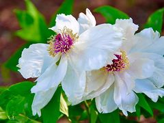 -上海辰山植物园