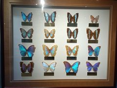 -上海昆虫博物馆