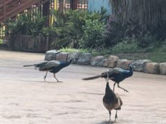 -世界恐龙谷景区