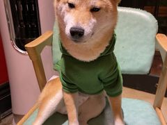 -猫色咖啡·猫咖