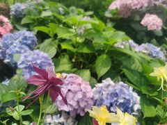 -深圳仙湖植物园