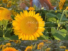 -艾溪湖湿地公园