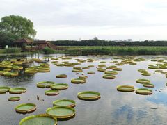 -荷塘月色湿地公园·向阳花洲