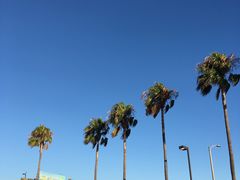 -In-N-Out Burger(LAX)