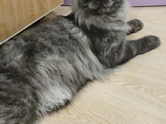 -十年猫舍·猫咪专门店(普陀店)