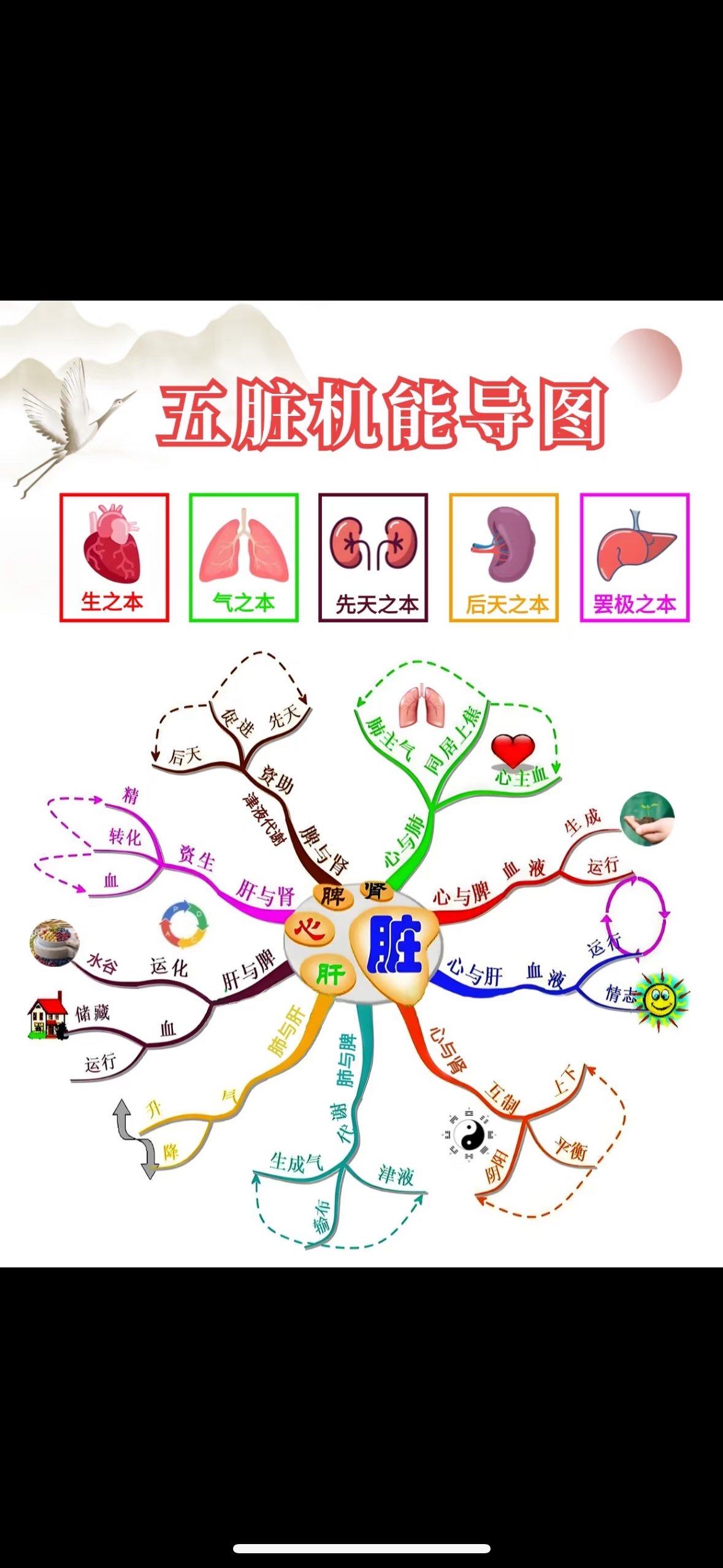 1图看懂五脏之间的关系!
雪 养生不