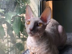 -北京恒爱动物医院(清景园分院)