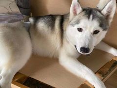 -Husky Go! 哈士奇体验馆·宠物咖啡厅狗咖