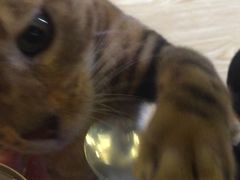 -萌喵宠狗爱心宠咖
