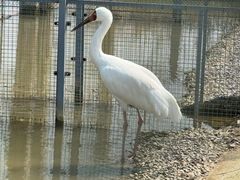 -盐城丹顶鹤湿地生态旅游区