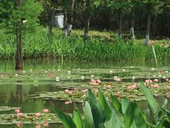 -白鹭湾湿地公园