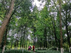 -桤木河湿地公园