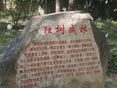-独树成林