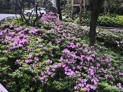-南山植物园
