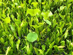 -白塘生态植物园