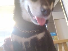 -萌喵宠狗爱心宠咖
