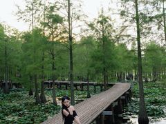 -池杉湖湿地公园