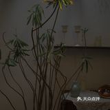 误入乐山大佛脚下的田园咖啡馆