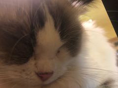 -猫色咖啡·猫咖
