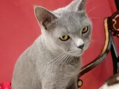 -猫色咖啡·猫咖